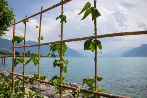 A bamboo trellis with green climbing vines overlooks a calm Swiss lake.