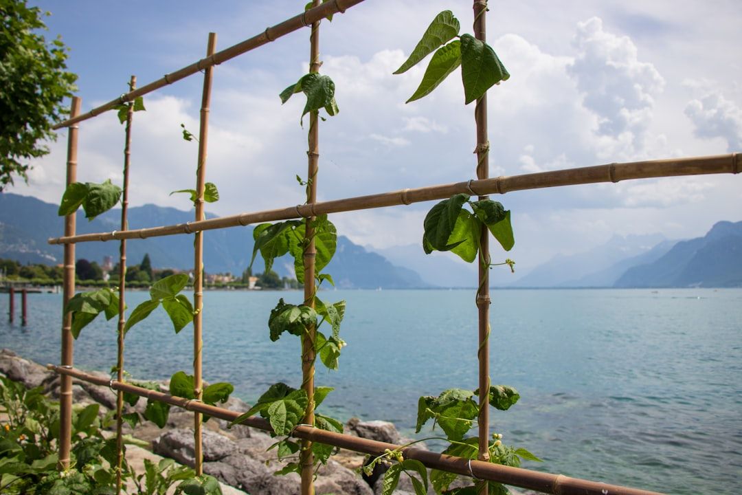 A bamboo trellis with green climbing vines overlooks a calm Swiss lake.