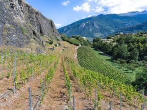 Petite Arvine: Warum schmeckt d Walliser Rebe am Schluss nach Salz?