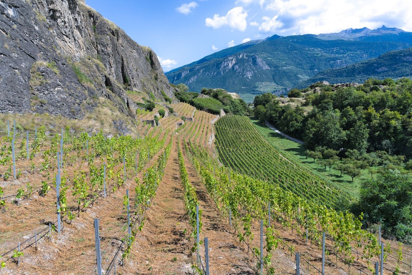 Vineyard terraces beside a dark slate cliff in the Valais Alps