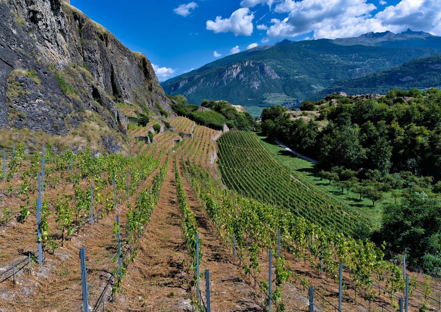 Terraced vineyard beneath dramatic Valais mountain landscapes