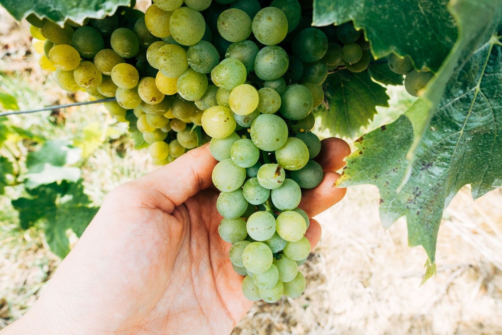 Hand holding a ripe cluster of pale green grapes on the vine